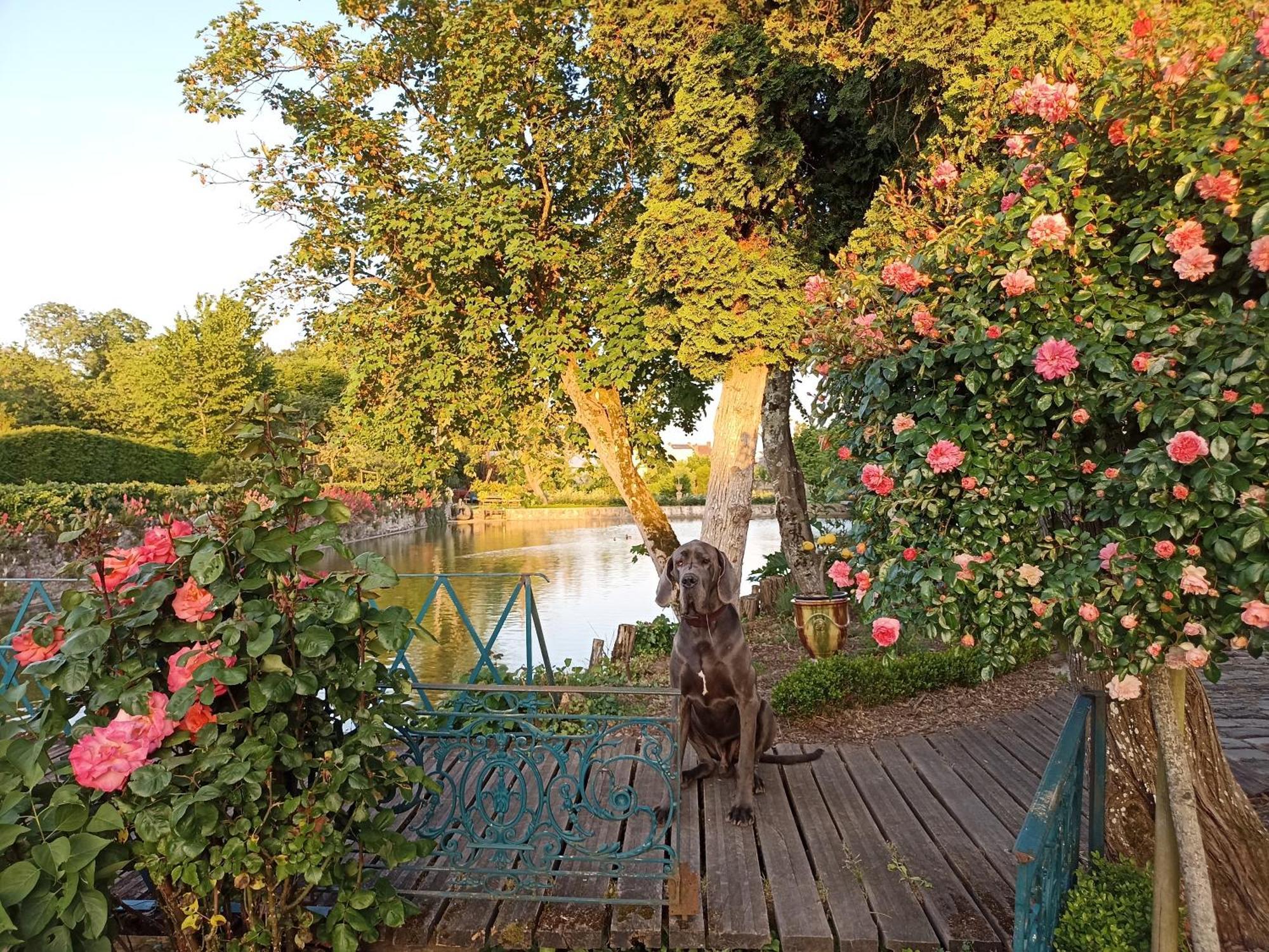 Les Douves Bed & Breakfast Onzain Exterior photo